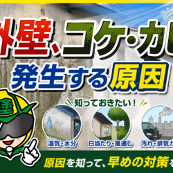 外壁にカビ・コケ発生する原因と放置するリスク